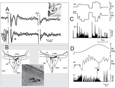 Nucleus incertus provides eye velocity and position signals to the vestibulo-ocular cerebellum: a new perspective of the brainstem–cerebellum–hippocampus network